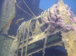 Cable winch on the Million Hope wreck in Nabq area, Sinai... by Nikki Van Veelen 